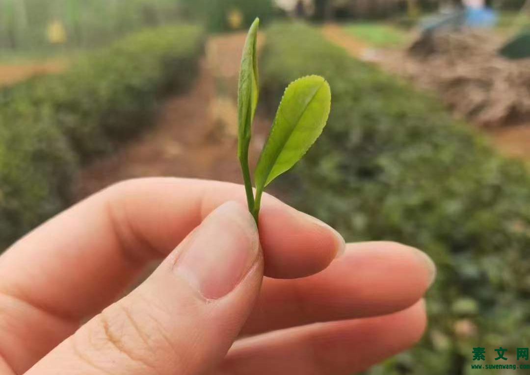 欣賞的本質是什么？